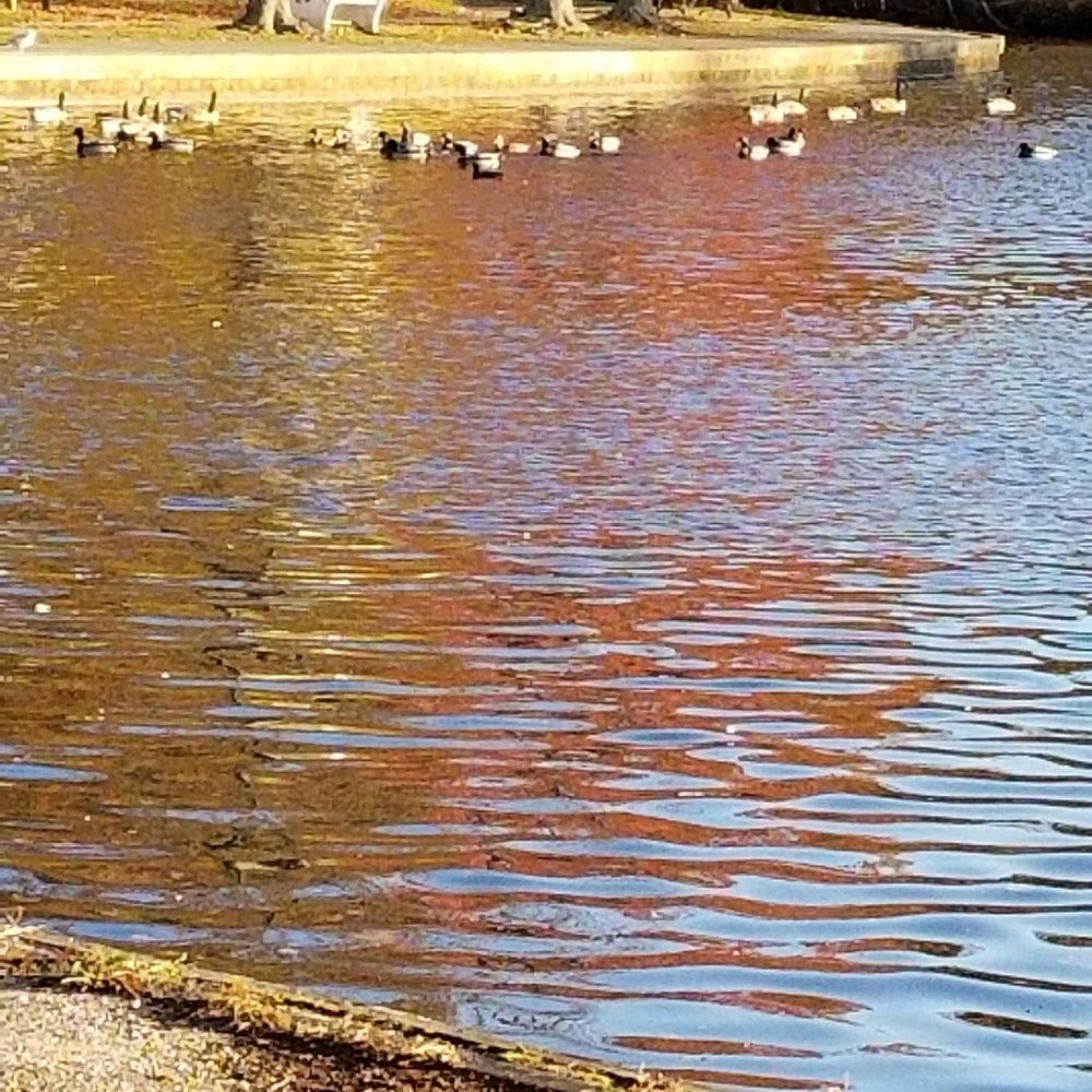 Belmont Lake State Park - Ducks - Parks Near Me - North Babylon, New York Belmont Lake State Park - Ducks - Parks Near Me - North Babylon, New York