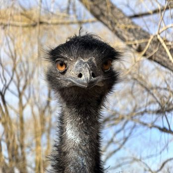 Colorado Gators Reptile Park - Majestic Emu - Zoos Near Me - Mosca, Colorado
