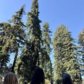Mosswood Meltdown - Beautiful redwoods - Festivals Near Me - Oakland, California Mosswood Meltdown - Beautiful redwoods - Festivals Near Me - Oakland, California