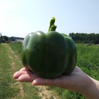 Cooper Farms - Giant pepper - Farmers Market Near Me - Mattituck, New York