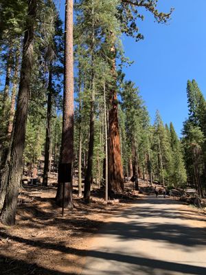 Mariposa Grove by null