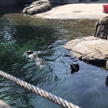 Six Flags Discovery Kingdom - We enjoyed feeding the sea lions - Amusement Parks Near Me - Vallejo, California Six Flags Discovery Kingdom - We enjoyed feeding the sea lions - Amusement Parks Near Me - Vallejo, California