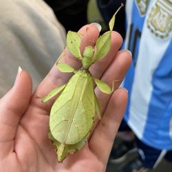 Victoria Bug Zoo - Leaf insect
