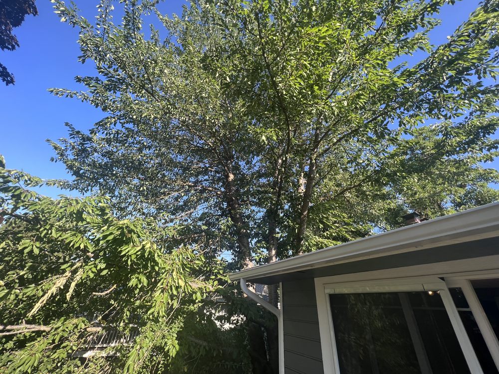 Budget Arbor & Logging - tree service in Spokane, WA