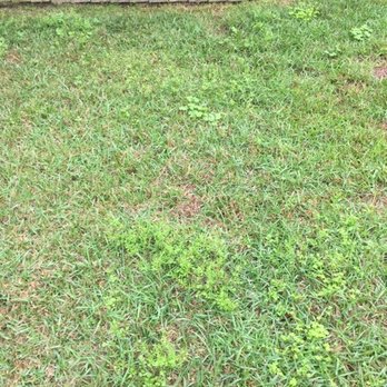 Florida Pest Control - Weed control - Pest Control Near Me - Pensacola, Florida Florida Pest Control - Weed control - Pest Control Near Me - Pensacola, Florida