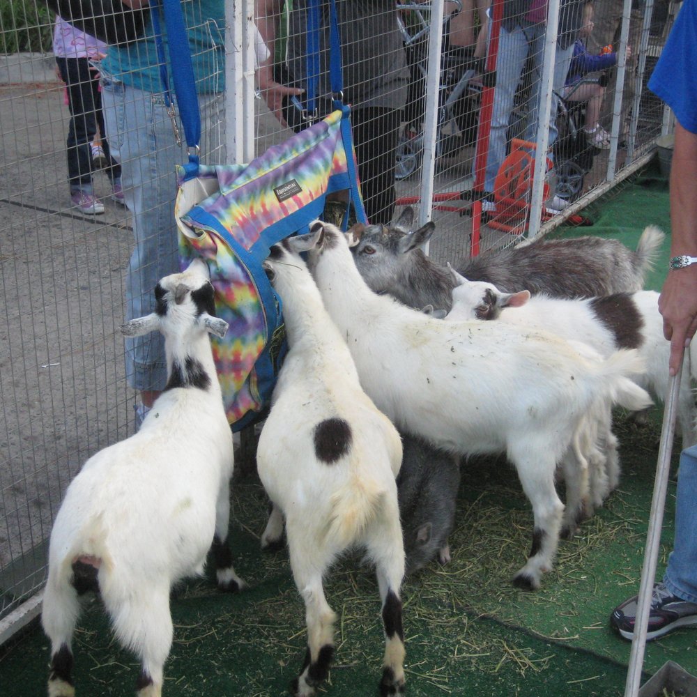 Old Town Monrovia - Petting area at the street fair. - Local Flavor Near Me - Monrovia, California Old Town Monrovia - Petting area at the street fair. - Local Flavor Near Me - Monrovia, California