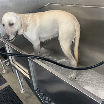 Petbar Boutique - Conroe - Mango - Pet Groomers Near Me - Conroe, Texas Petbar Boutique - Conroe - Mango - Pet Groomers Near Me - Conroe, Texas