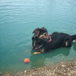 Dog swimming pond Dog swimming pond