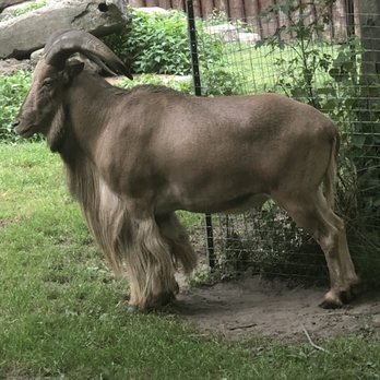 High Park Zoo - Barbury sheep - Zoos Near Me - Toronto, Ontario High Park Zoo - Barbury sheep - Zoos Near Me - Toronto, Ontario