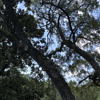 Torres Tree Service - Tree Services Near Me