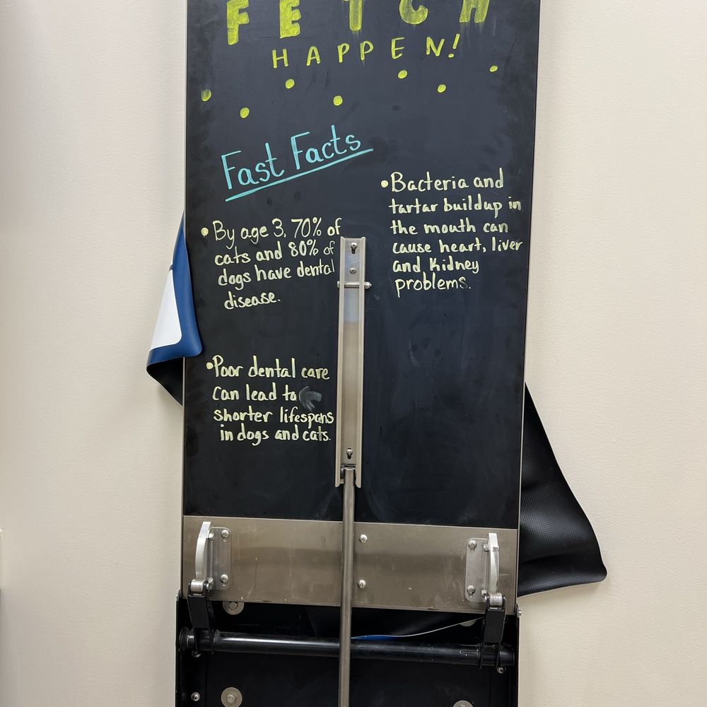 Orting Animal Hospital - Make fetch happen - Veterinarians Near Me - Orting, Washington Orting Animal Hospital - Make fetch happen - Veterinarians Near Me - Orting, Washington