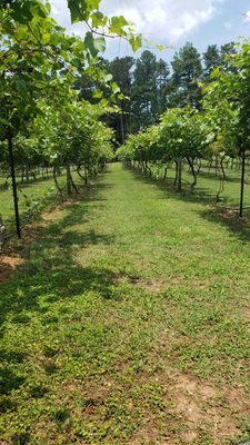 Cloudland Vineyards and Winery by null