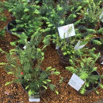 Quality Landscape & Garden Center - Nurseries & Gardening Near Me - Olive Branch, Mississippi Quality Landscape & Garden Center - Nurseries & Gardening Near Me - Olive Branch, Mississippi