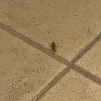 Holiday Inn St Augustine - World Golf - More cockroaches. - Hotels Near Me - Saint Augustine, Florida Holiday Inn St Augustine - World Golf - More cockroaches. - Hotels Near Me - Saint Augustine, Florida