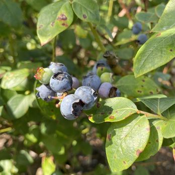 Tom West Blueberries - Pick Your Own Farms Near Me - Ocoee, Florida