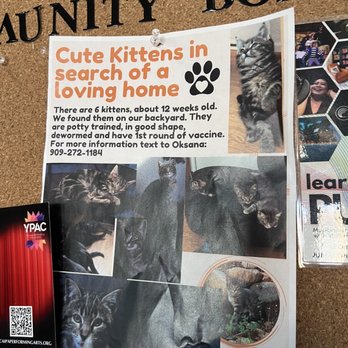 Down Right Brewed - a cork board with pictures of cats - Coffee & Tea Near Me - Calimesa, California