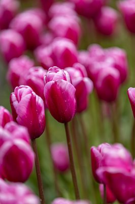 Skagit Valley Tulip Festival Headquarters by null