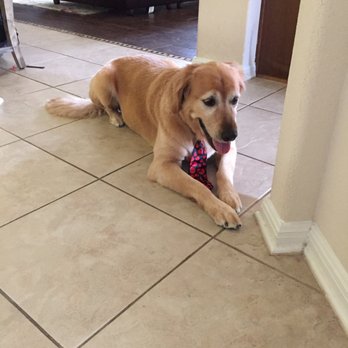 Bark Avenue - Here is my handsome boy in a tie!!Thank you Grooms by Leah! - Pet Groomers Near Me - Cedar Park, Texas Bark Avenue - Here is my handsome boy in a tie!!Thank you Grooms by Leah! - Pet Groomers Near Me - Cedar Park, Texas