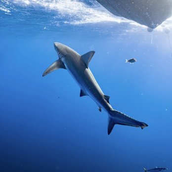 Deep Blue Eco Tours - Boat Tours Near Me - Haleiwa, Hawaii Deep Blue Eco Tours - Boat Tours Near Me - Haleiwa, Hawaii