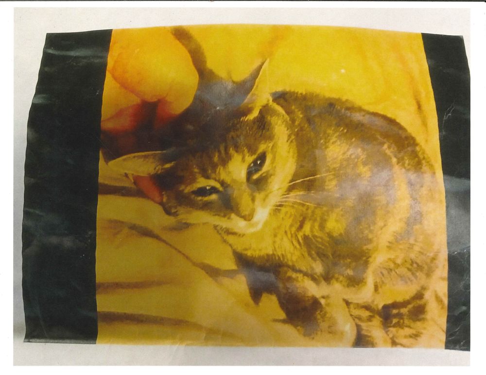 Underground Railroad Rescue Kitty Network - social services organization in Avondale, AZ