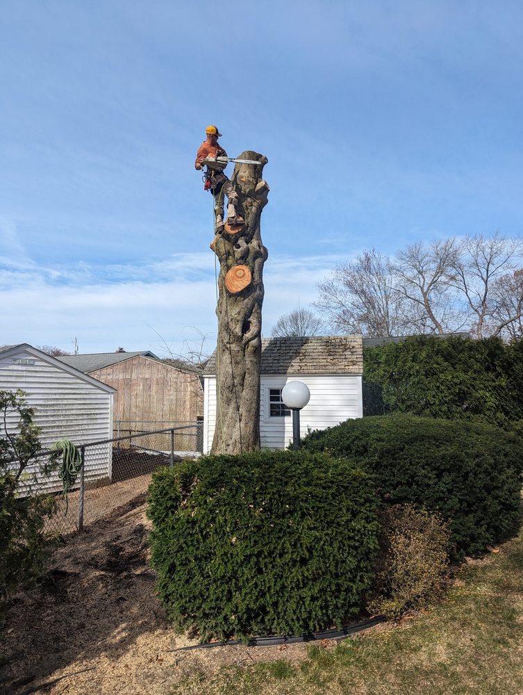 Arbor Rigging - tree service in Albany, NY