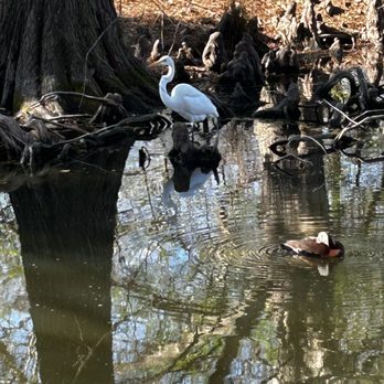 San Antonio Botanical Garden - Birds in the lake - Botanical Gardens Near Me - San Antonio, Texas