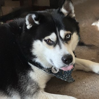 Pet Supplies Plus Berwyn - A clean and shiny Jasper. - Pet Groomers Near Me - Berwyn, Illinois Pet Supplies Plus Berwyn - A clean and shiny Jasper. - Pet Groomers Near Me - Berwyn, Illinois