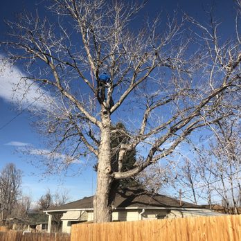 JW Tree Care - a bare tree in front of a fence - Lawn Services Near Me - Denver, Colorado