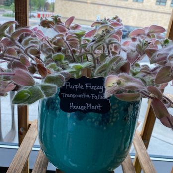 Thunder Coffee - Purple fuzzy - Coffee & Tea Near Me - West Fargo, North Dakota