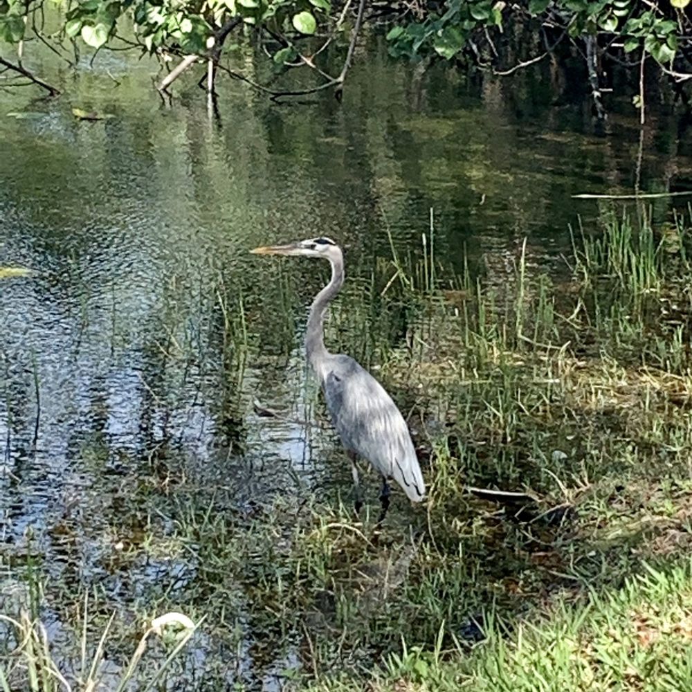 CB Smith Park - Beautiful birds all around! - Parks Near Me - Pembroke Pines, Florida CB Smith Park - Beautiful birds all around! - Parks Near Me - Pembroke Pines, Florida