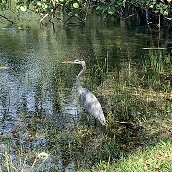 CB Smith Park - Beautiful birds all around! - Parks Near Me - Pembroke Pines, Florida
