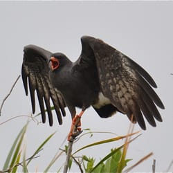 Alligator Cove Airboat Nature Tours - Endangered Snail Kites make this area their home