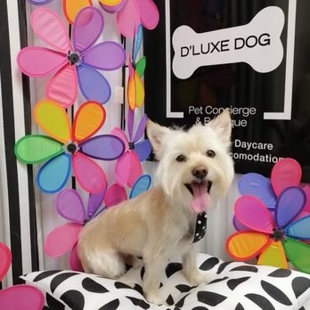 D'luxe Dog Pet Concierge & Boutique - Pet Groomers Near Me - Miami, Florida