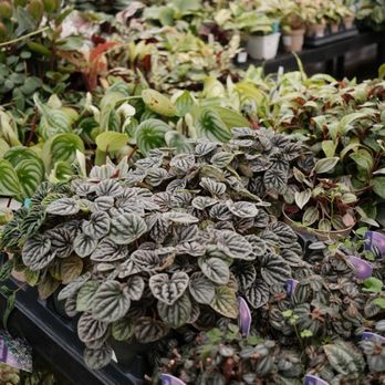 Seasons Nursery - Nurseries & Gardening Near Me - Gaithersburg, Maryland