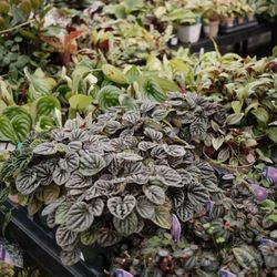 Seasons Nursery