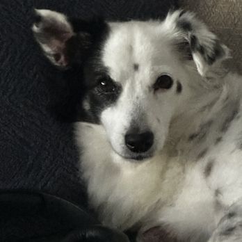 Oceanside Veterinary Hospital - Maddy after chilling. - Veterinarians Near Me - Oceanside, California Oceanside Veterinary Hospital - Maddy after chilling. - Veterinarians Near Me - Oceanside, California