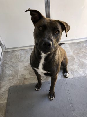 pup n suds mobile grooming