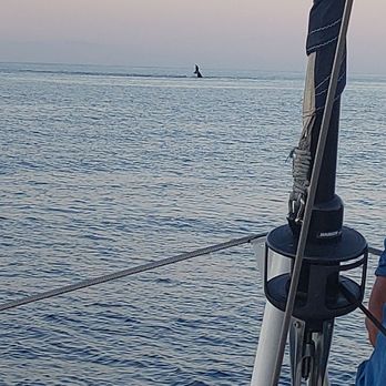 Trilogy Excursions - Whale breach in front of us - Snorkeling Near Me - Lahaina, Hawaii
