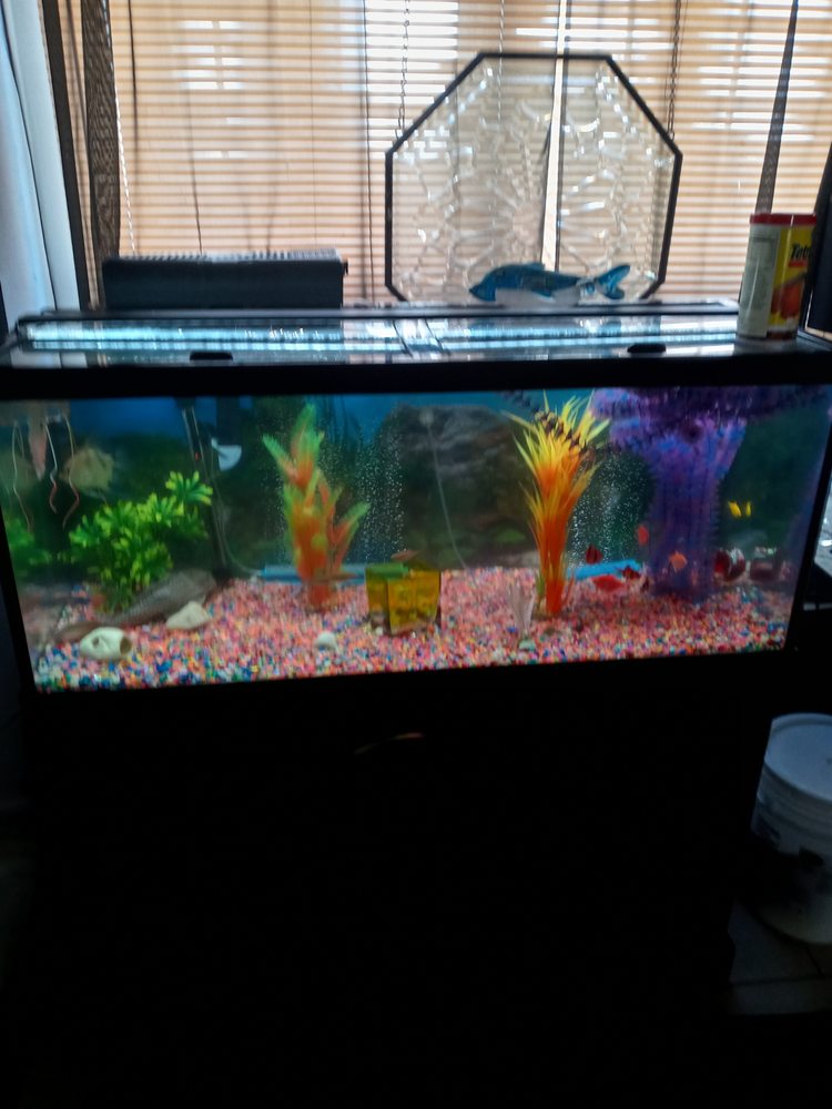 TC FISH TANK CLEANING & SHRUB TRIMMING Lansdale, Pennsylvania