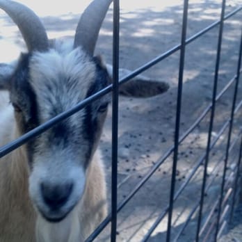 Capron Park Zoo - Feed the goats! This guy loves to be pet! - Zoos Near Me - Attleboro, Massachusetts Capron Park Zoo - Feed the goats! This guy loves to be pet! - Zoos Near Me - Attleboro, Massachusetts