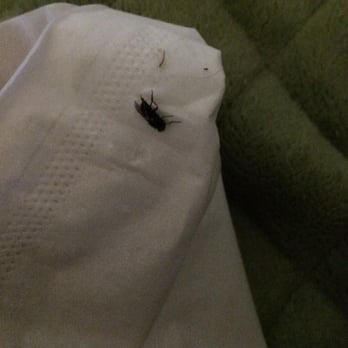 Seniore's Pizza - This is the fly. I sent this pic and complaint to EAT24 just after I discovered this. - Pizza Near Me - Berkeley, California