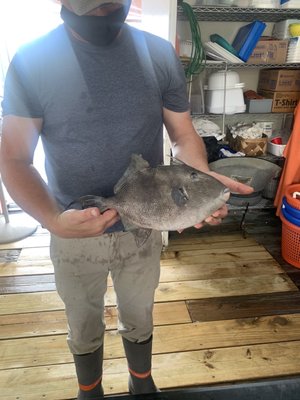 Potter's Seafood by null