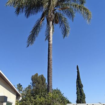 Affordable Tree Care - Tree Services Near Me Affordable Tree Care - Tree Services Near Me