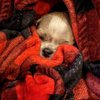 Pets Plus gift card