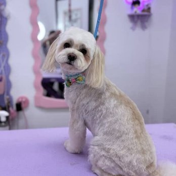 Fluff Bar - Pet Groomers Near Me - Gilbert, Arizona
