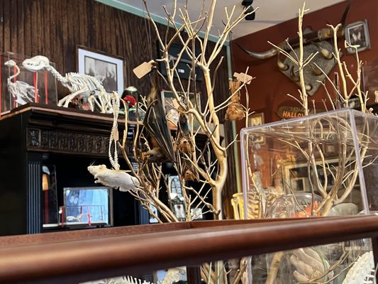 The Mystic Museum by null