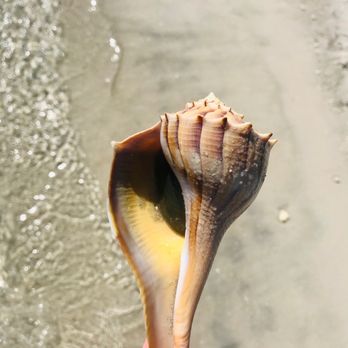 Curry Hammock State Park - This lil guy was alive and well, back in the water he went - Parks Near Me - Marathon, Florida