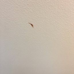 Boogers on the walls and ceiling. Boogers on the walls and ceiling.
