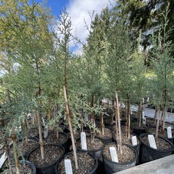 Plant Oregon - Arizona Cypress @ Plant Oregon.