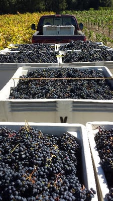 Witching Stick Wines by null